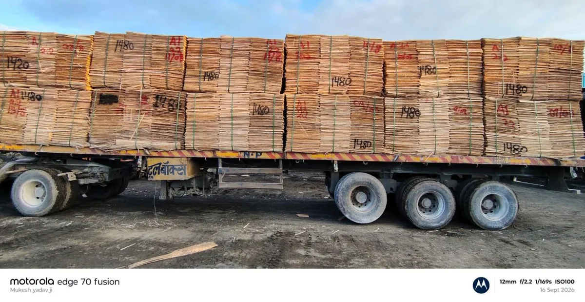 Eucalyptus Core Veneer