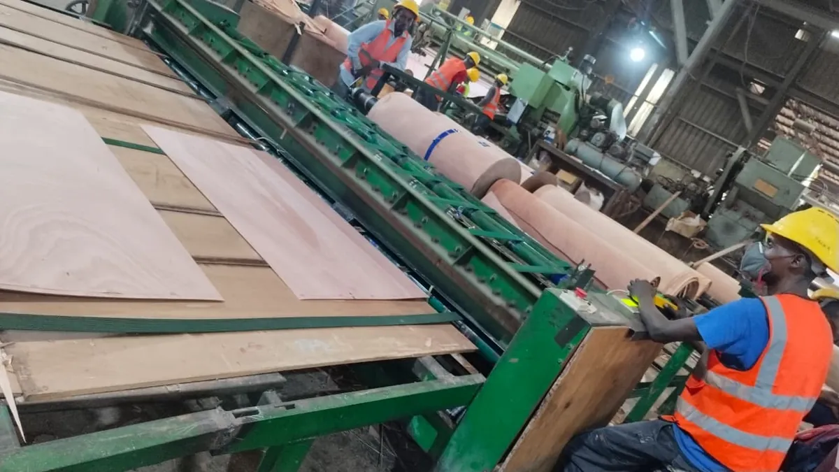 Okoume face veneer being processed on the peeling and clipping line