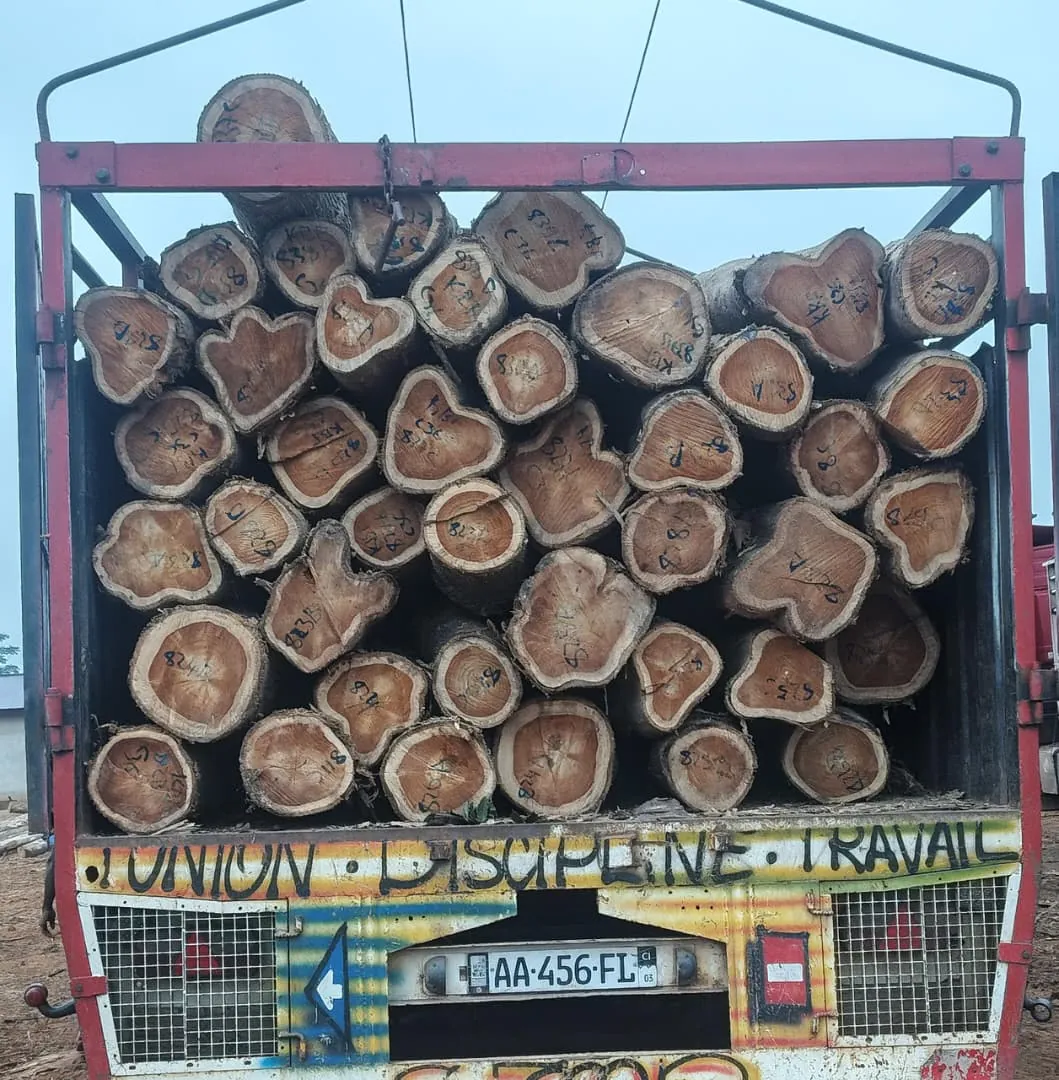 Freshly cut teak logs loaded for transport, showing rich heartwood