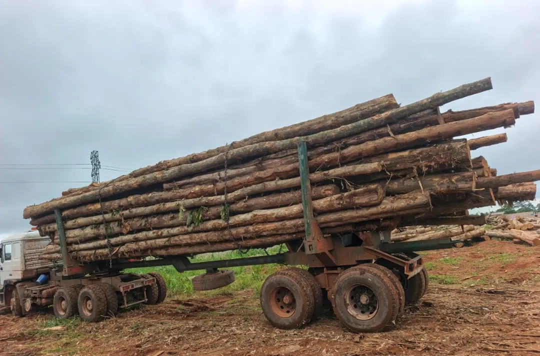 Teak Sawn Wood