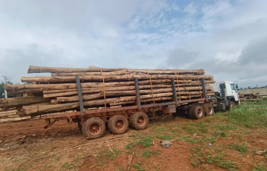Teak Sawn Wood